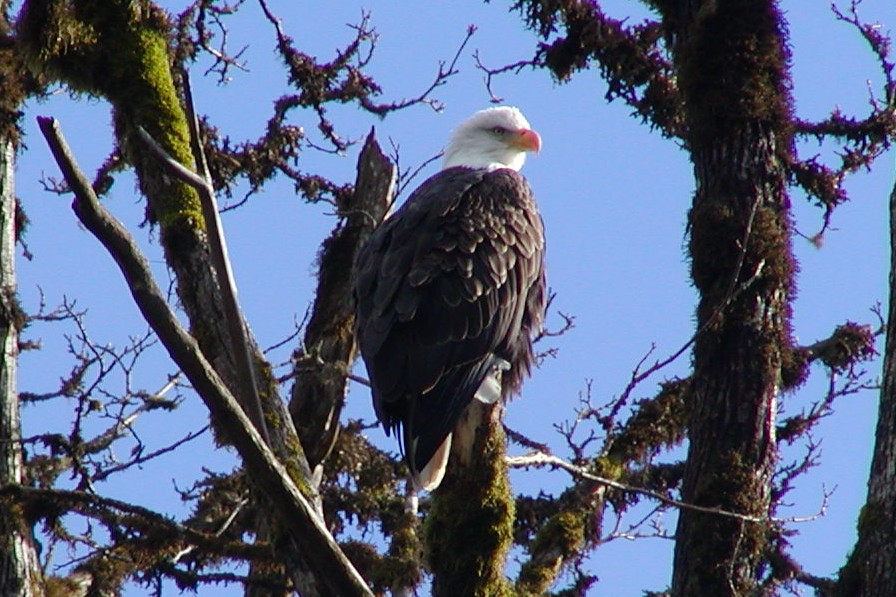 Skagit River Bald Eagle Float | The Overlake School